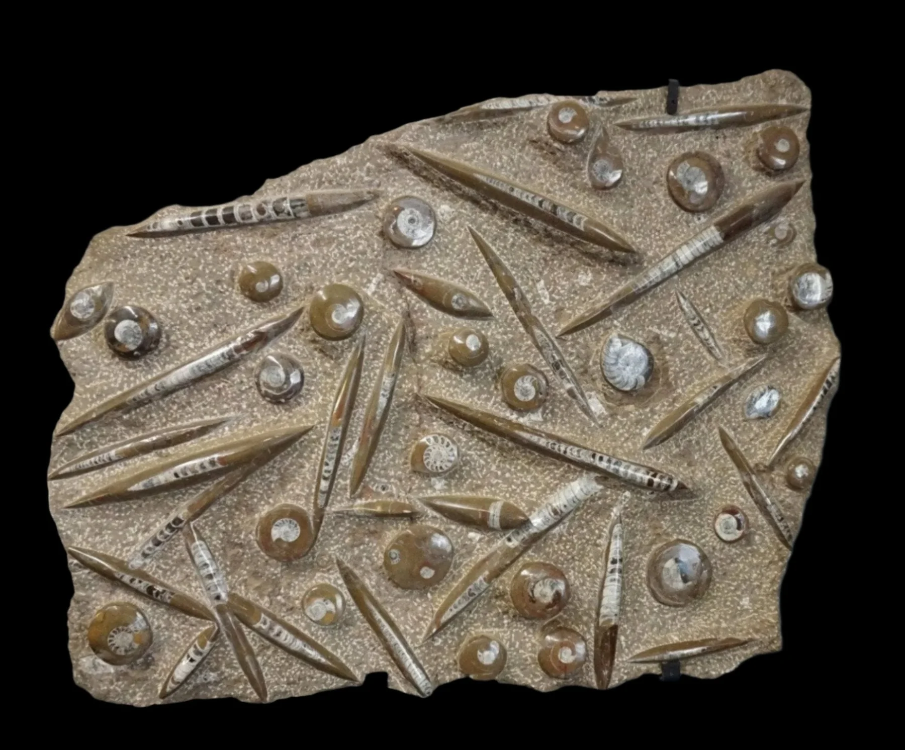 Ammonite Orthoceras Fossil Wall Hanging - Image 5