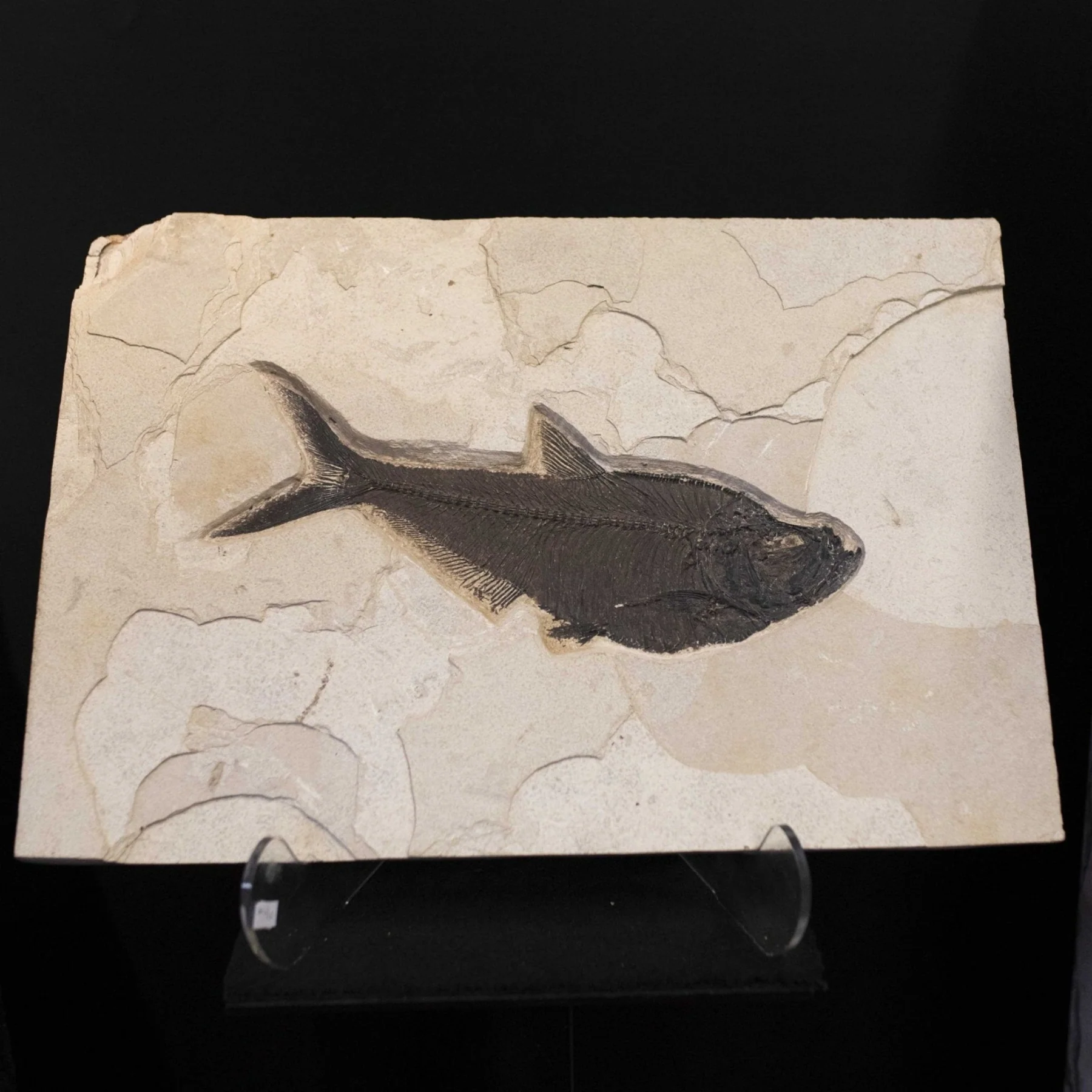 Fish Fossil Plate Wall Hanging Near Me - Image 3