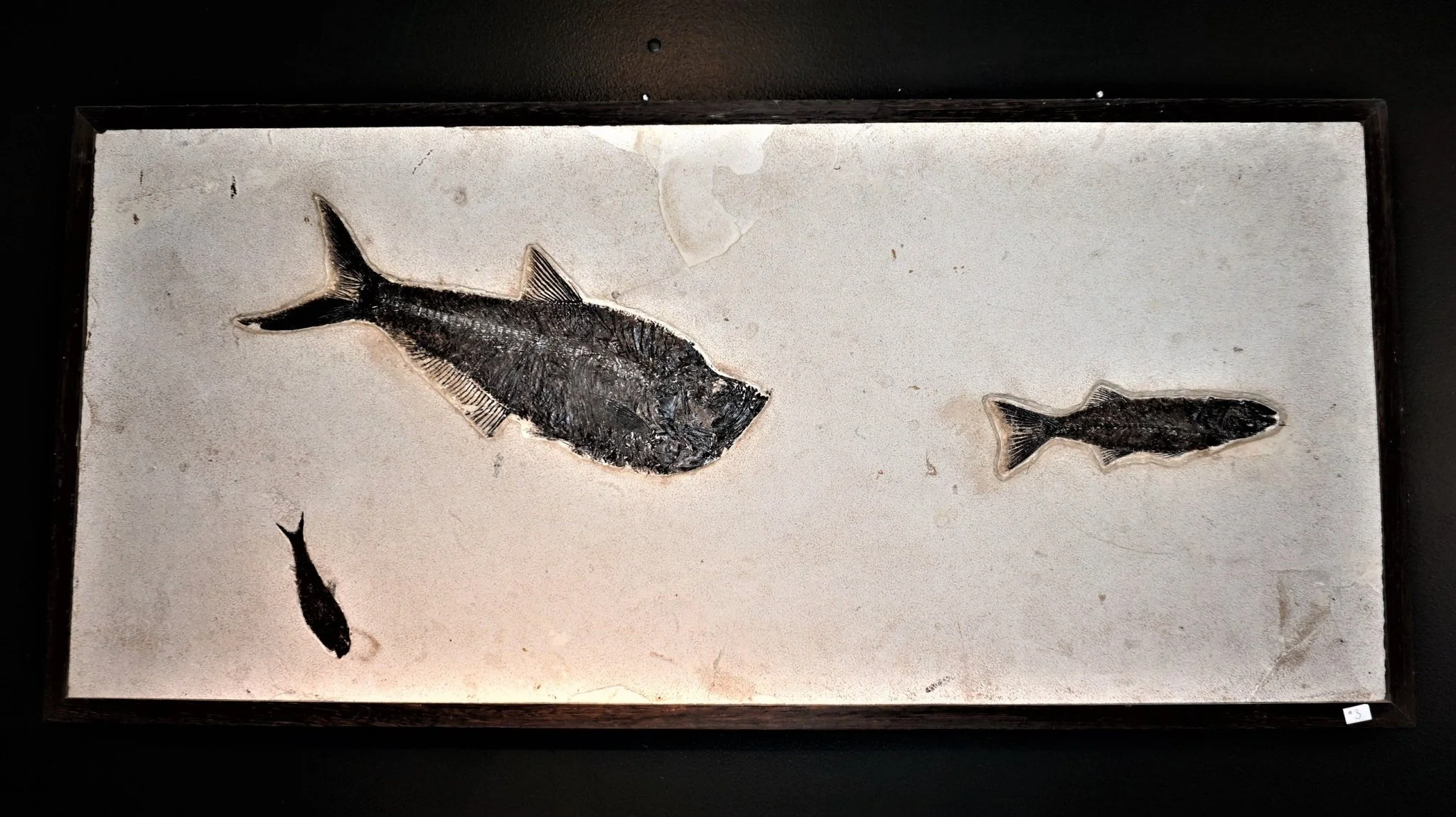 Fossil Of Fish Petrified Fish Wall Hanging - Image 3