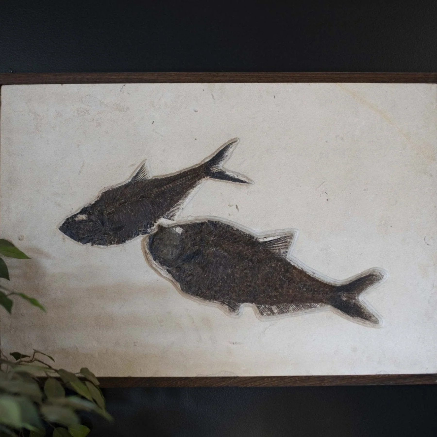 Genuine Fish Fossil Wall Hanging - Image 3