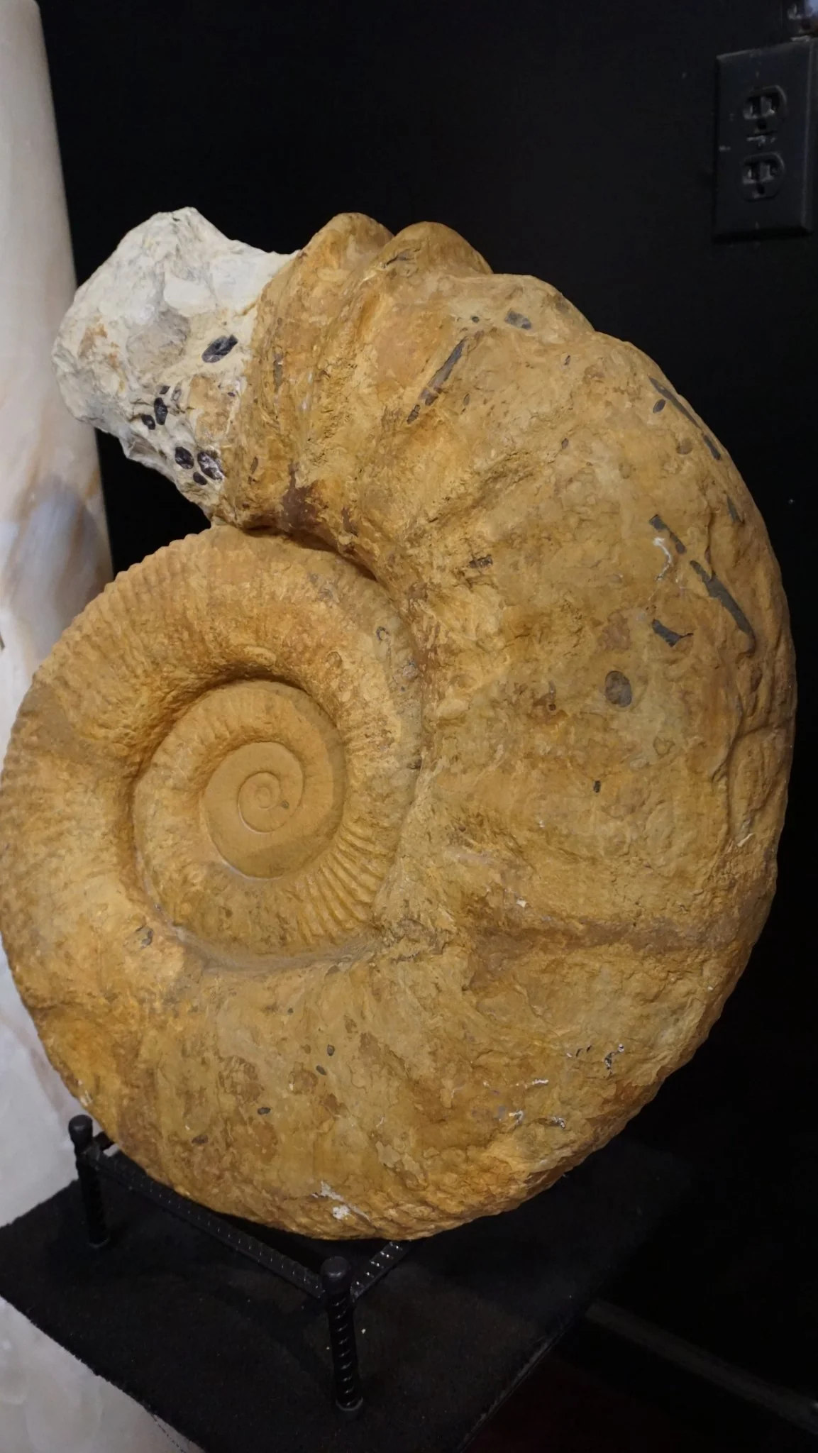 Large Ammonite Fossil For Sale Geological Relic - Image 3