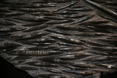 Orthoceras Fossil For Sale Natural History Collectibles - Image 3