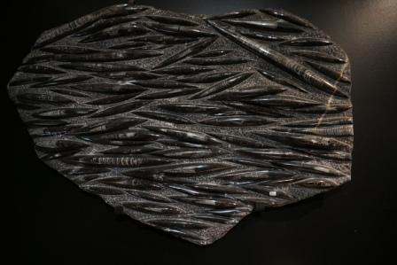 Orthoceras Fossil For Sale Natural History Collectibles - Image 4