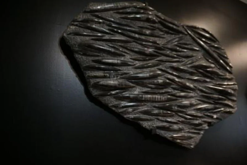 Orthoceras Fossil For Sale Natural History Collectibles - Image 5