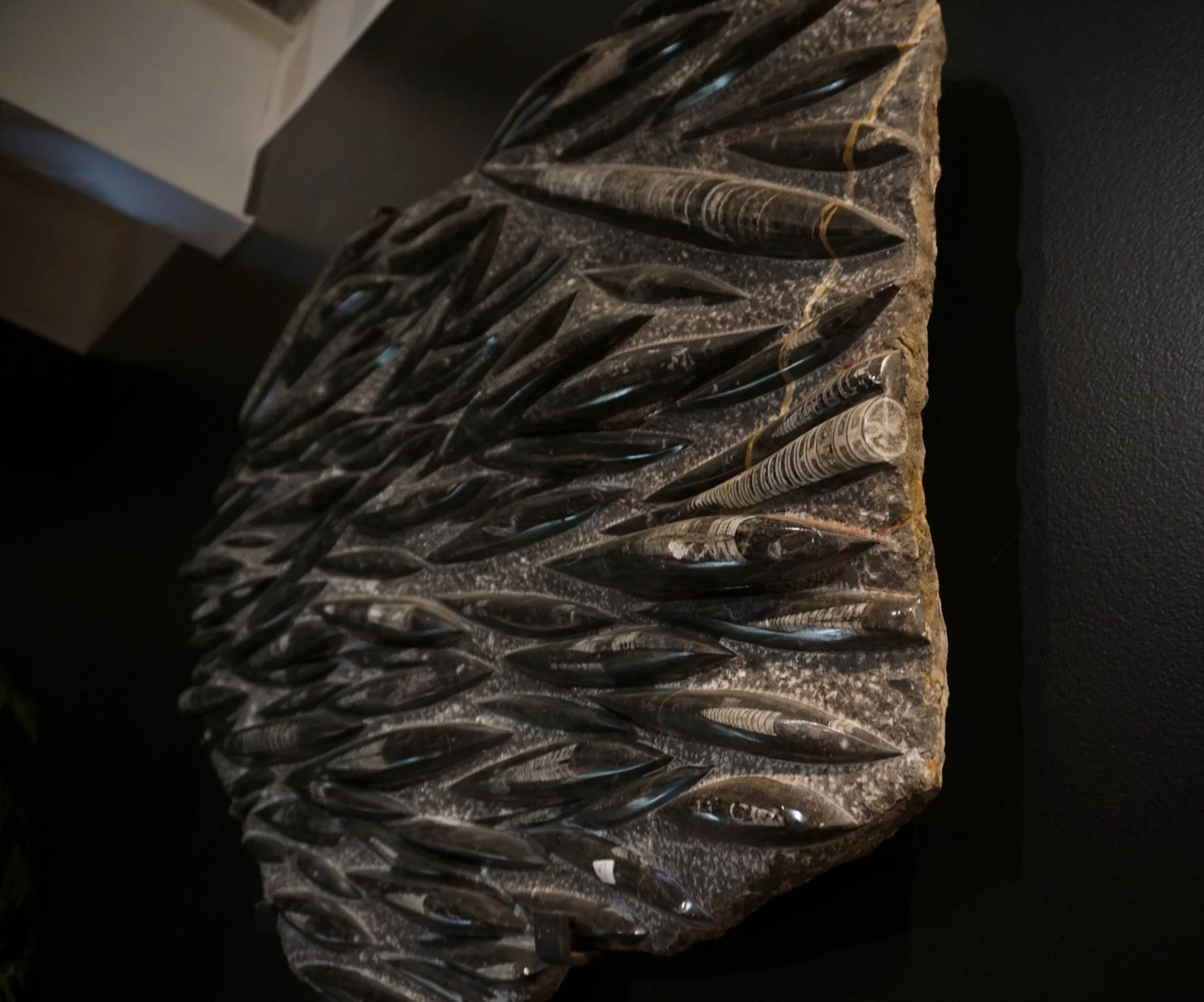 Orthoceras Fossil For Sale Natural History Collectibles - Image 6