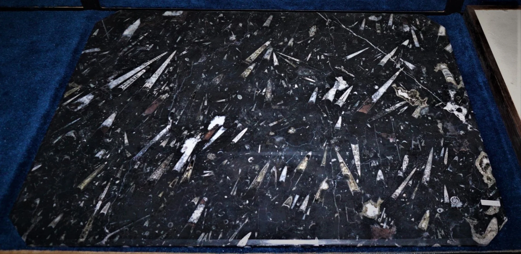 Unique Carved Fossil Tabletop - Image 4