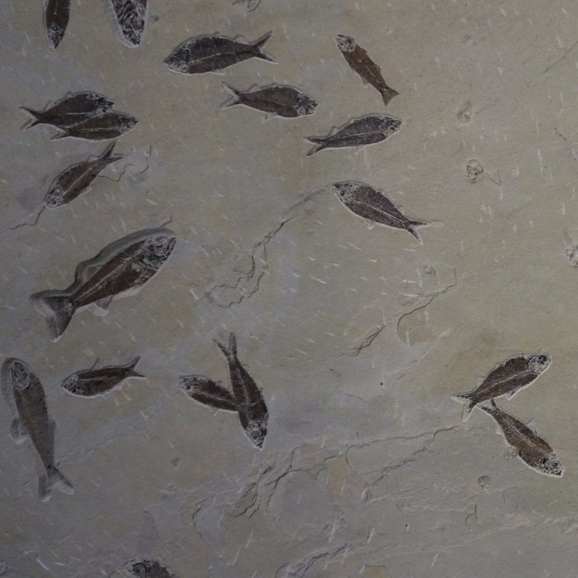 Wall Hanging Fossilized Fish Natural Decor - Image 3