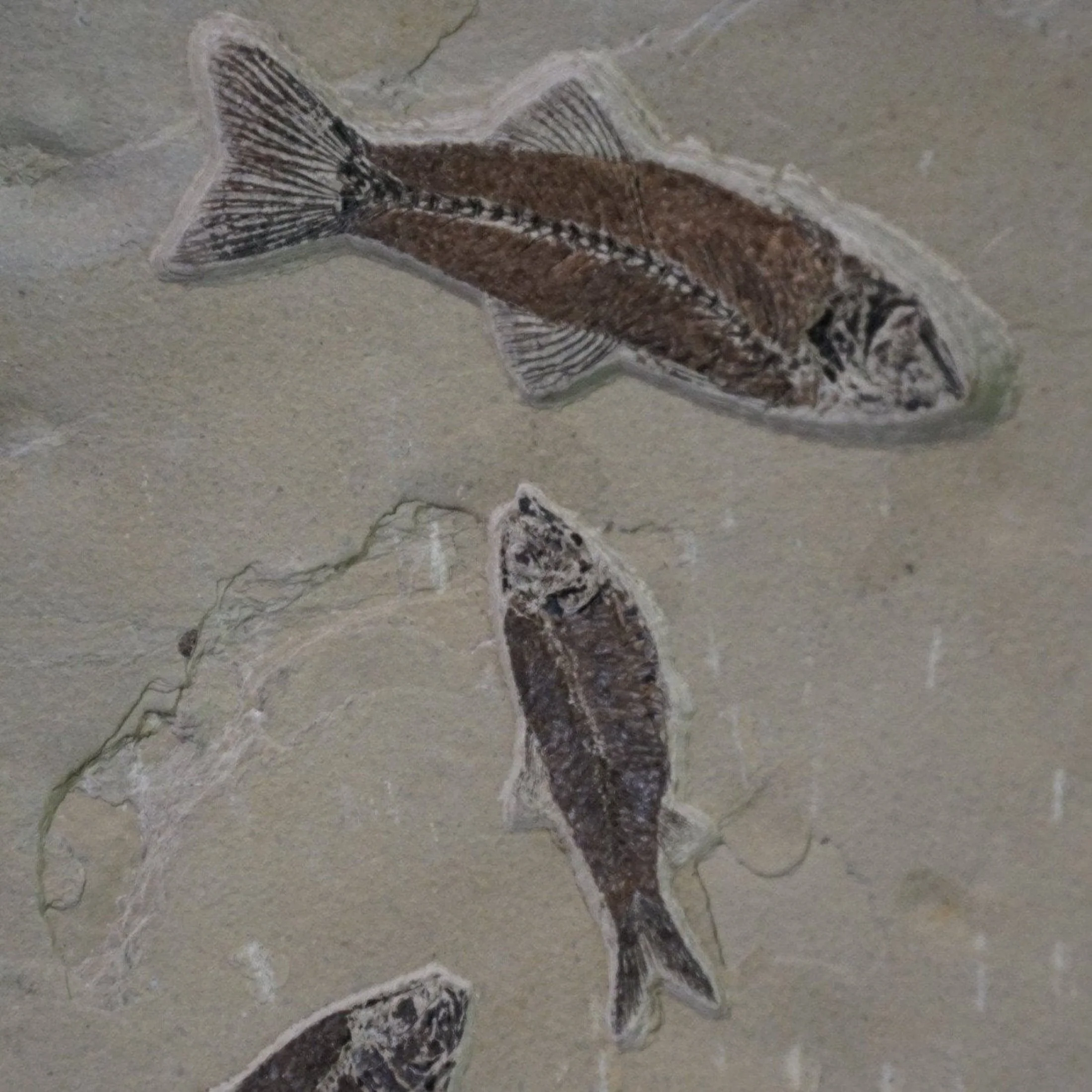 Wall Hanging Fossilized Fish Natural Decor - Image 4