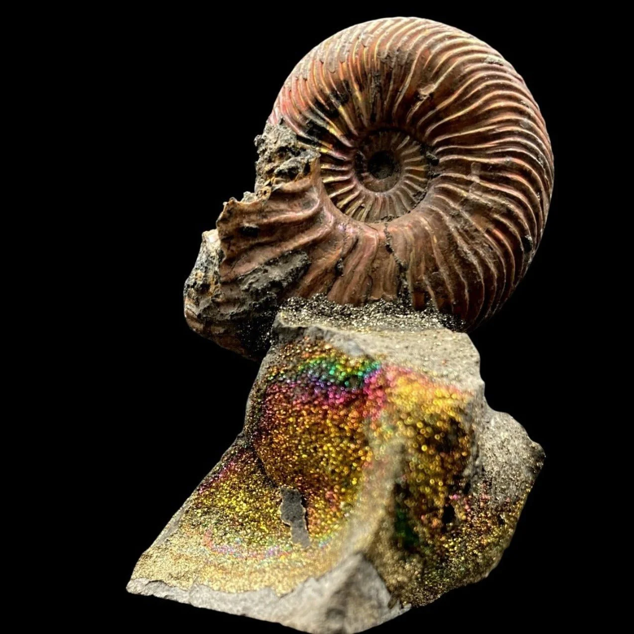 Small Ammonite Fossil Shell On Rainbow Drusy Base - Image 3